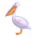 Pelican watercolor. White Pelican. Hand drawn watercolour bird isolated on white background Royalty Free Stock Photo