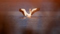 Pelican waving wings Royalty Free Stock Photo