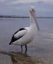 Pelican what you looking at Royalty Free Stock Photo