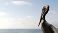 Pelican and white snowy egret on pier railings, California USA. Ocean sea beach, coastal heron bird.