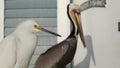 Pelican and white snowy egret on pier railings, California USA. Ocean sea beach, coastal heron bird.