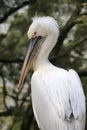 Pelican Royalty Free Stock Photo