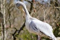 Pelican who makes his toilet on a wooden Royalty Free Stock Photo