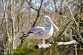 Pelican who makes his toilet on a wooden Royalty Free Stock Photo