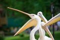 Pelican with wide open beak