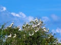 Pelican at Prek Toal Bird Sanctuary Siem Reap