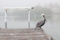 Pelican wild bird nature bridge Royalty Free Stock Photo