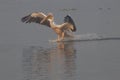 Pelican in Wildlife Sanctuary Royalty Free Stock Photo