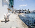 Pelican and WIndmills on Mykonos Royalty Free Stock Photo