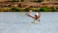 A pelican with wings at full extension landing in the River Murray at Paringa in the River Land South Australia on the 21st June Royalty Free Stock Photo
