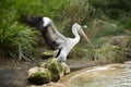 Pelican with wings spread Royalty Free Stock Photo