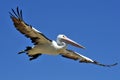 Pelican Wingspan Royalty Free Stock Photo