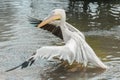 Pelican wingspan in water