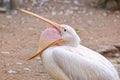 Pelican yawn