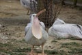 Pelican yawning