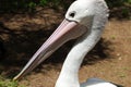 pelican - zoo - australia Royalty Free Stock Photo