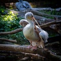 Pelican in the Zoo of Berlin