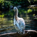 Pelican in the Zoo of Berlin