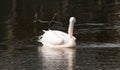 Pelican zoo Royalty Free Stock Photo