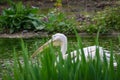 Pelican at the zoo