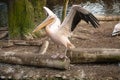 Pelican at the zoo Royalty Free Stock Photo