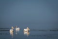 Pelicanes group on a water