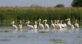 Pelicans Royalty Free Stock Photo