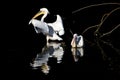 Pelicans Royalty Free Stock Photo