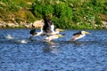 Pelicans