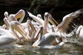Pelicans Royalty Free Stock Photo
