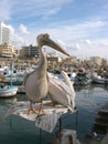 Pelicans Royalty Free Stock Photo