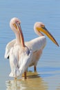 Pelicans