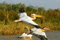 Pelicans