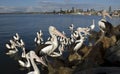 Pelicans Royalty Free Stock Photo