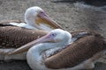 Pelicans Royalty Free Stock Photo