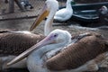 Pelicans Royalty Free Stock Photo