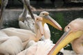 Pelicans Royalty Free Stock Photo