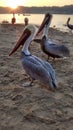 Pelicans in Acapulco Royalty Free Stock Photo