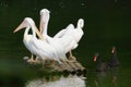 Five pelicans standing on a bamboo raft and two black swans in the water