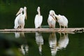 Five pelicans standing on a bamboo raft