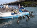 Pelicans await fishes by fishermen, Port of Puerto Arona, Santa Cruz, Galapagos, Ecuador. Royalty Free Stock Photo