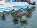 Pelicans await fishes by fishermen, Port of Puerto Arona, Santa Cruz, Galapagos, Ecuador. Royalty Free Stock Photo