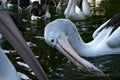 Pelicans are bathing in the Ragunan Zoo