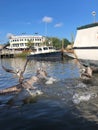 pelicans in the bayou Royalty Free Stock Photo