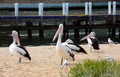 Pelicans on the beach, Lakes Entrance, Australia Royalty Free Stock Photo