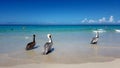 Pelicans on beach in Varadero town Royalty Free Stock Photo