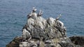 Pelicans birds at a rocky beach Royalty Free Stock Photo