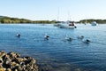 Pelicans and boats Royalty Free Stock Photo