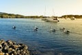 Pelicans and boats on Myall Lake Royalty Free Stock Photo