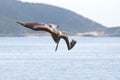 Pelicans bombing for fish